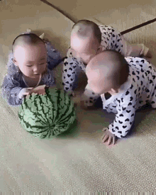 babies fight watermelon