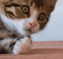 Shocked Gasp GIF - Shocked Gasp Kitten GIFs