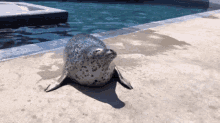 Seal Wiggle GIF - Seal Wiggle Shake GIFs