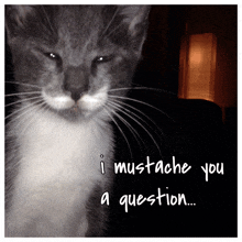 Question Mark Cat Question GIF - Question Mark Cat Question Must Ask You A Question GIFs