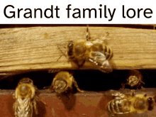Grandt Family Lore Not Joking GIF - Grandt Family Lore Not Joking Bee GIFs