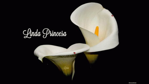 Cala Blanca Rosas GIF - Cala Blanca Rosas Flores - Discover & Share GIFs