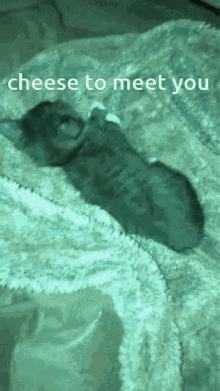 Cheese Cat GIF - Cheese Cat Cheesed GIFs