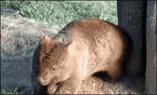 Wombat Rub GIF - Wombat Rub Scratch GIFs