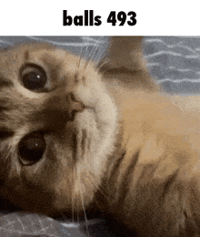 a cat is laying on a bed with the words balls 493 above it