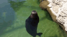 Silly, Spinning Hawaiian Monk Seal GIF