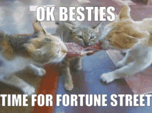 Cats Fortune Street GIF - Cats Fortune Street Boom Street GIFs