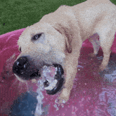 Nibbly Water Chomp Dog GIF - Nibbly Water Chomp Water Chomp Chomp GIFs