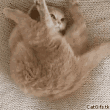 Funny Animals Cats GIF - Funny Animals Cats My Body Is Ready GIFs