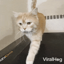 Using The Treadmills Viralhog GIF - Using The Treadmills Viralhog Exercising GIFs