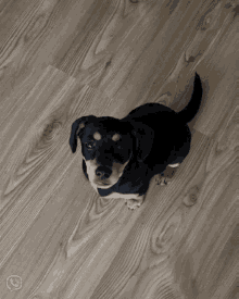 Wtf Dog Puppy Question Clueless Dont Understand GIF - Wtf Dog Puppy Question Clueless Dont Understand GIFs