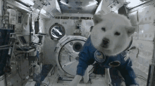 Shiba Doge GIF - Shiba Doge Float GIFs