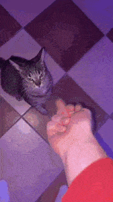 Cat Flipping The Bird GIF - Cat Flipping The Bird Let The Hate Flow Through You GIFs