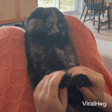 Dancing Cat Viralhog GIF - Dancing Cat Cat Viralhog GIFs