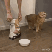 Feeding Cat GIF - Feeding Cat Too Much GIFs