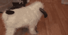 Pug Dog GIF - Pug Dog Puppy GIFs
