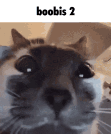 Rockitar Boobis GIF - Rockitar Boobis Cats GIFs