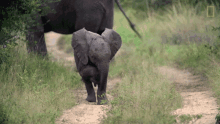 little elephant scratching giant animal scratch itch