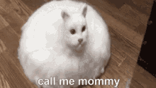 Mommy Loves You Cat GIF - Mommy Loves You Cat Mommy GIFs