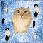 a group of cats are standing next to each other on their hind legs .