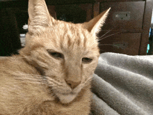 Silly Billy Cat Hmm GIF - Silly Billy Cat Cat Silly GIFs
