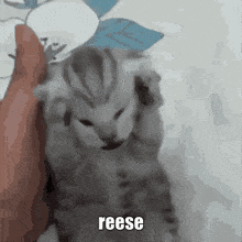 Reese Cat GIF