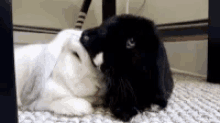Bunny Cuddles GIF - Bunny Cuddles GIFs