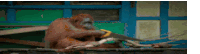 an orangutan is sitting on a tree branch with a banana in its mouth .