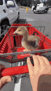 a duck in a shopping cart with a red handle