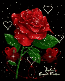 Red Rose Flower GIF - Red Rose Flower Hearts GIFs
