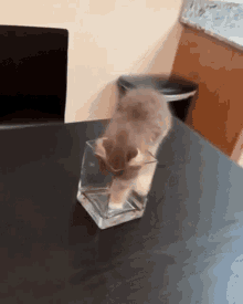 Checking Cat GIF - Checking Cat Playful GIFs