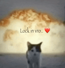 a cat is standing in front of an explosion with the words lock in vro written above it