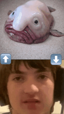 The Goblin's Den Blog: Blob Fish Meme