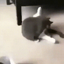 Silly Cat GIF - Silly Cat Cat GIFs