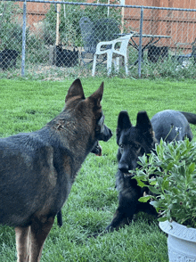 two german shepherds are playing in a yard with a white chair in the background