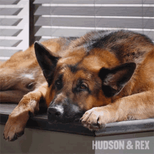 Relaxing Rex GIF - Relaxing Rex Hudson And Rex GIFs
