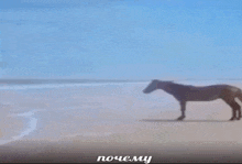 лошадь Horse GIF - лошадь Horse Horse почему GIFs