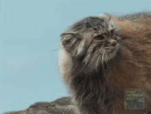 a close up of a cat with a sign that says wildlife conservation society on it