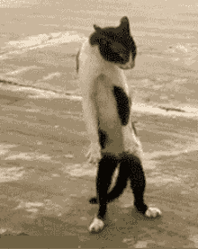 Cat Funnycat GIF
