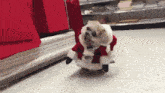 Pet Cat GIF - Pet Cat Holiday GIFs