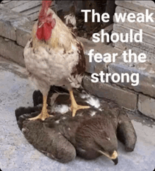 a chicken standing on top of a dead bird with the words " the weak should fear the strong "