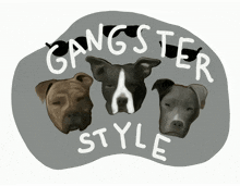 bella blue gangster style dogs