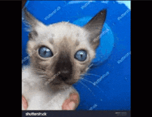 Cat Slideshow GIF - Cat Slideshow Sigmas GIFs