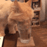 Cate1 GIF
