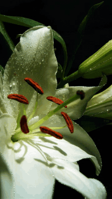 White Lily5 GIF