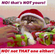 Cat Gifts GIF - Cat Gifts Presents GIFs