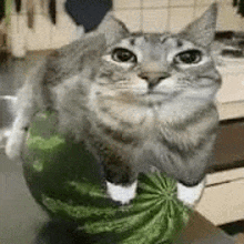 a cat is sitting on top of a watermelon and looking at the camera .
