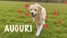 Dog Love GIF - Dog Love Hearts GIFs