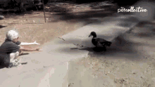 Duck The Pet Collective GIF - Duck The Pet Collective Come Here GIFs