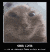 a close up of a cat 's face with russian writing on it